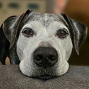 Pluto joined the competition — help win amazing prizes! dog, close_up, portrait, face, resting, brown_eyes, gray_muzzle, pet, animal, indoor, soft_surface, calm, companion, canine, ears, snout, whiskers, fur, looking, domestic