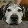 dog, close_up, portrait, face, resting, brown_eyes, gray_muzzle, pet, animal, indoor, soft_surface, calm, companion, canine, ears, snout, whiskers, fur, looking, domestic