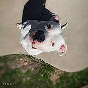 Garmr joined the competition — help win amazing prizes! dog, white_dog, pet, outdoor, pavement, shadow, grass, playful, looking_up, animal, canine, sunlight, daylight, happy, ears, face, nature, friendly, cute, smiling
