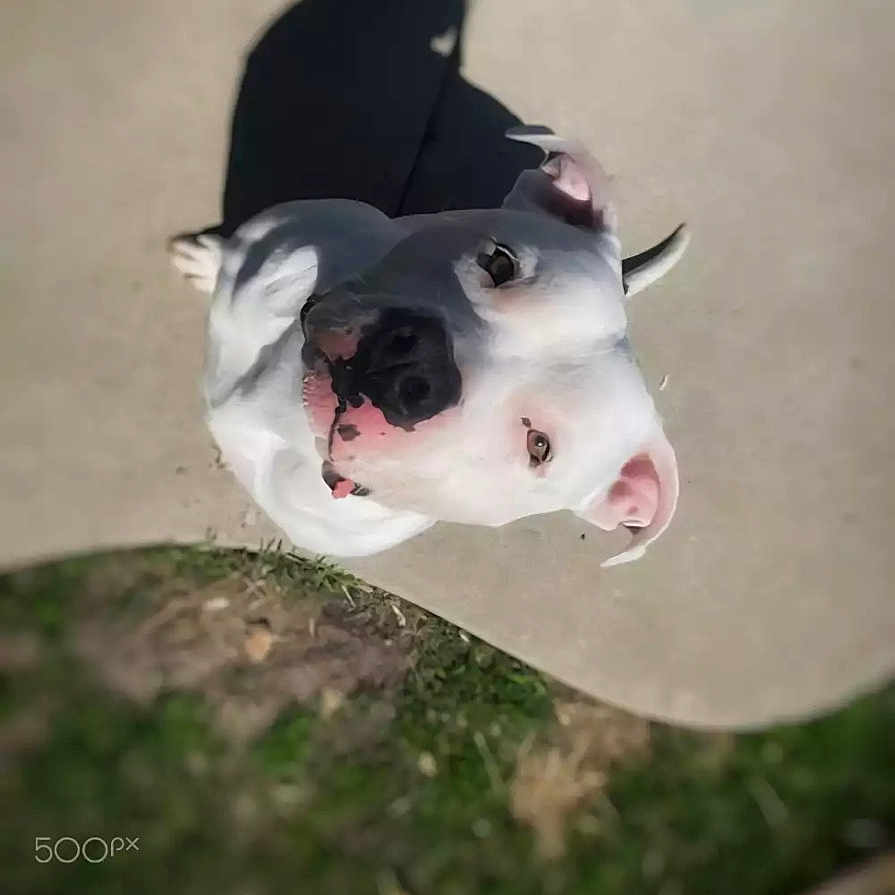 Garmr joined the competition — help win amazing prizes! dog, white_dog, pet, outdoor, pavement, shadow, grass, playful, looking_up, animal, canine, sunlight, daylight, happy, ears, face, nature, friendly, cute, smiling