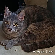Mitsuki participe au concours pour gagner de l'argent avec cette photo : cat, gray_cat, tabby, animal, pet, fur, whiskers, yellow_eyes, curled_up, floor, indoor, close_up, relaxed, cute, mammal, domestic_cat, resting, looking, ears, tail