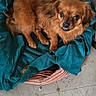 Tokyo a rejoint le concours — aidez-le/la à gagner de superbes lots ! dog, brown_dog, pet_bed, blanket, teal_blanket, floor, tile_floor, indoor, small_dog, furry, canine, resting, looking_up, animal, cozy, household, chair, cushion, domestic_pet, fur