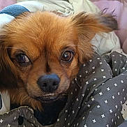 Tokyo participe au concours pour gagner de l'argent avec cette photo : dog, pet, close_up, brown_fur, blanket, cozy, indoors, cute, animal, fur, snout, ears, expression, comfort, resting, looking_up, soft, domestic_animal, bed, warm