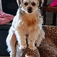 Wanda participe au concours pour gagner de l'argent avec cette photo : dog, pet, indoor, furniture, couch, armrest, patterned, white, gray, fluffy, small_dog, looking_at_camera, home, living_room, blanket, striped, wooden_chair, pink_item, calm, seated