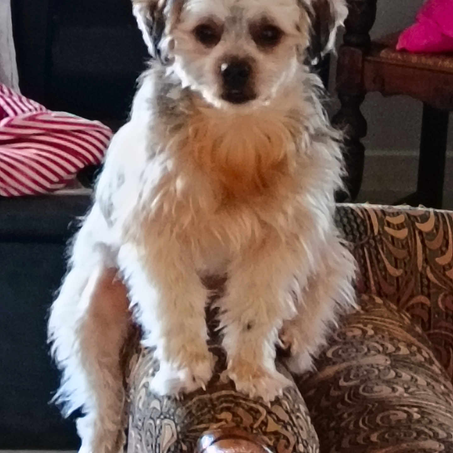 Wanda