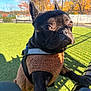 Theo joined the competition — help win amazing prizes! dog, french_bulldog, black_dog, pet, animal, outdoor, park, bench, autumn, fall, leaves, grass, sunny, daylight, jacket, canine, cute, portrait, looking, closeup