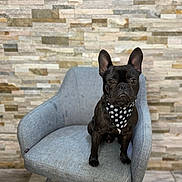 Theo is registered to the contest to win money with this photo: dog, french_bulldog, black_dog, bandana, paw_prints, chair, grey_chair, indoor, stone_wall, brick_wall, pet, animal, sitting, portrait, cute, canine, furniture, floor, tile_floor, looking