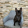 dog, french_bulldog, black_dog, bandana, paw_prints, chair, grey_chair, indoor, stone_wall, brick_wall, pet, animal, sitting, portrait, cute, canine, furniture, floor, tile_floor, looking