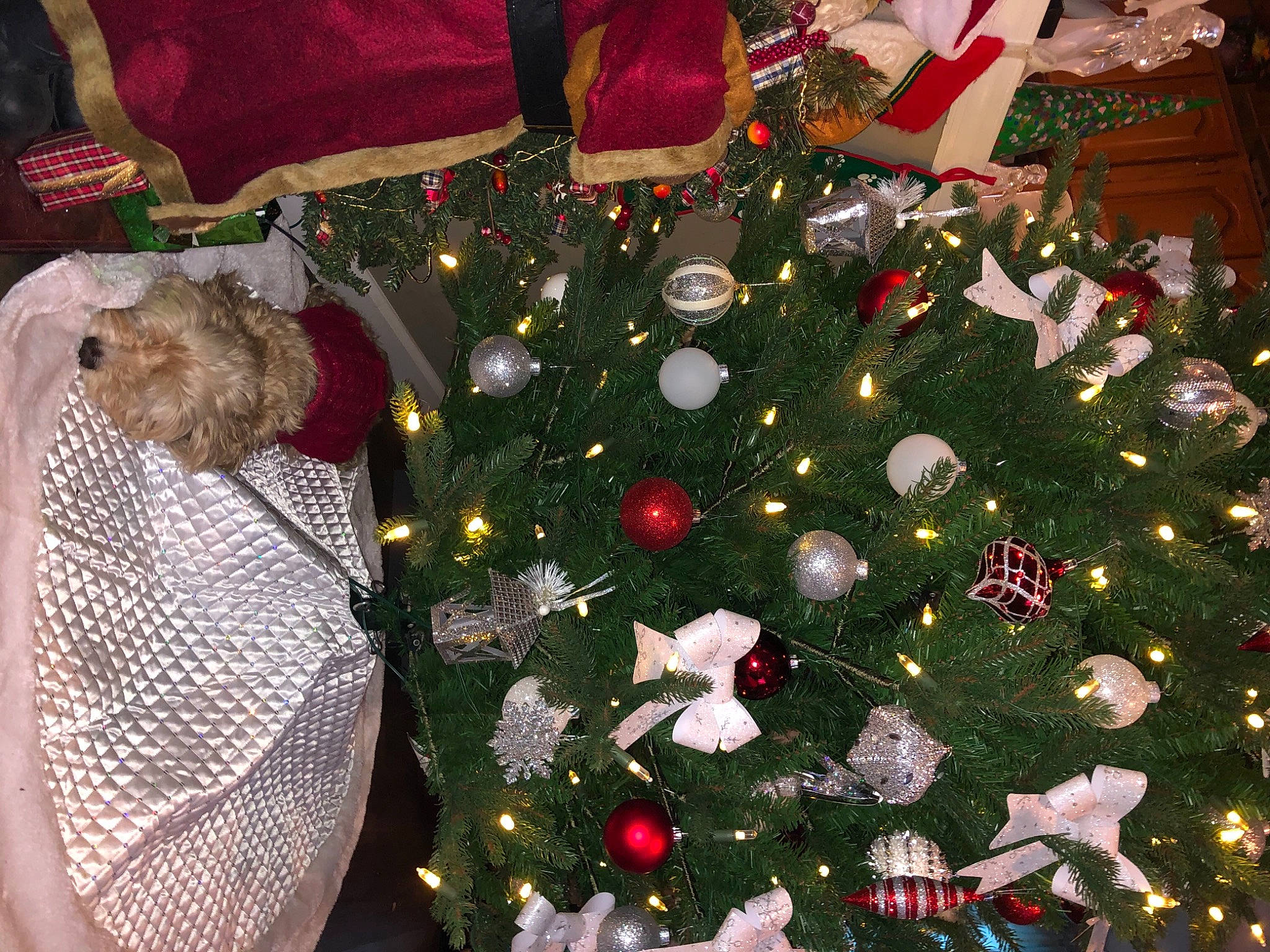 Buddy is registered to the contest to win money with this photo: christmas, christmas_decoration, christmas_eve, christmas_ornament, christmas_tree, event, holiday, holiday_ornament, interior_design, ornament, plant, tree