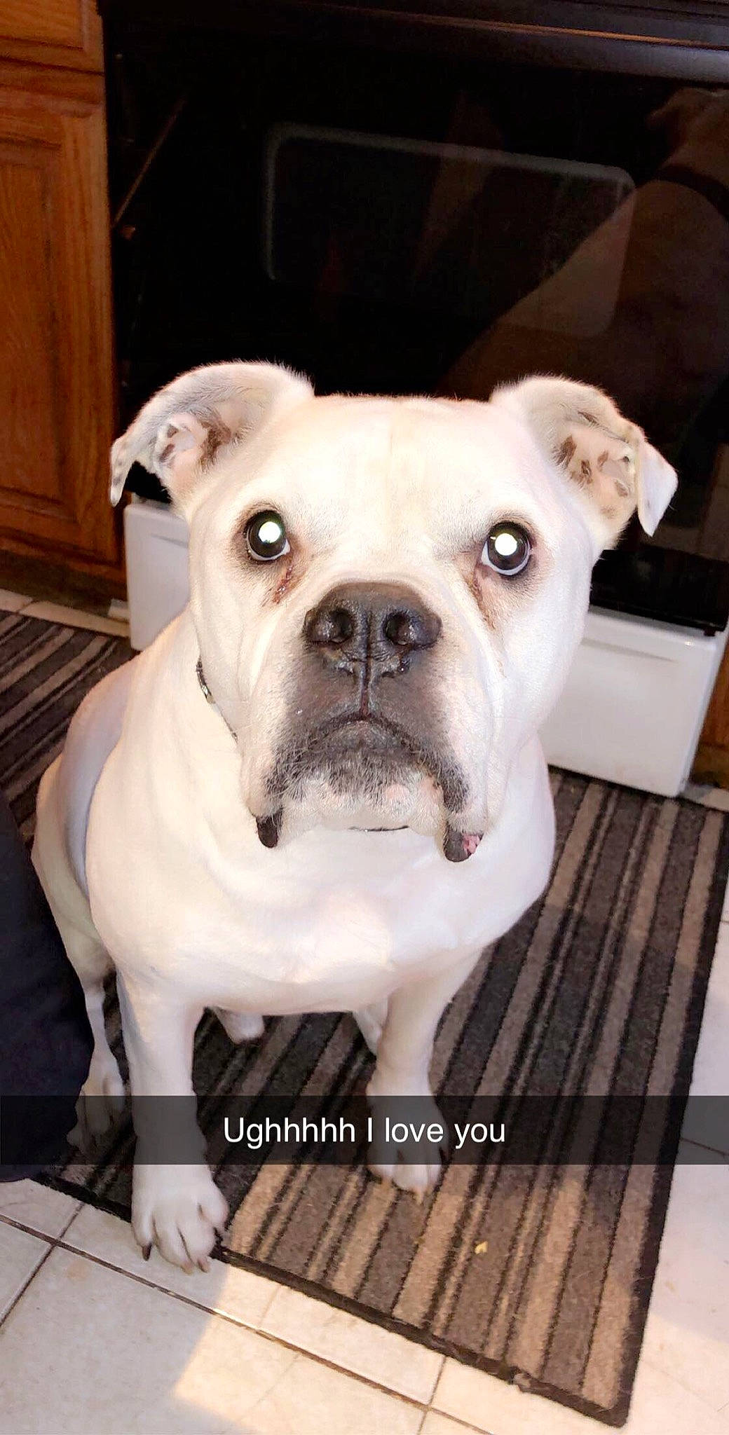 Jethro is registered to the contest to win money with this photo: american_bulldog, australian_bulldog, bulldog, canidae, carnivore, companion_dog, dog, dog_breed, dorset_olde_tyme_bulldogge, mammal, molosser, non_sporting_group, old_english_bulldog, olde_english_bulldogge, rare_breed_dog, snout, toy_bulldog, valley_bulldog, vertebrate, white_english_bulldog