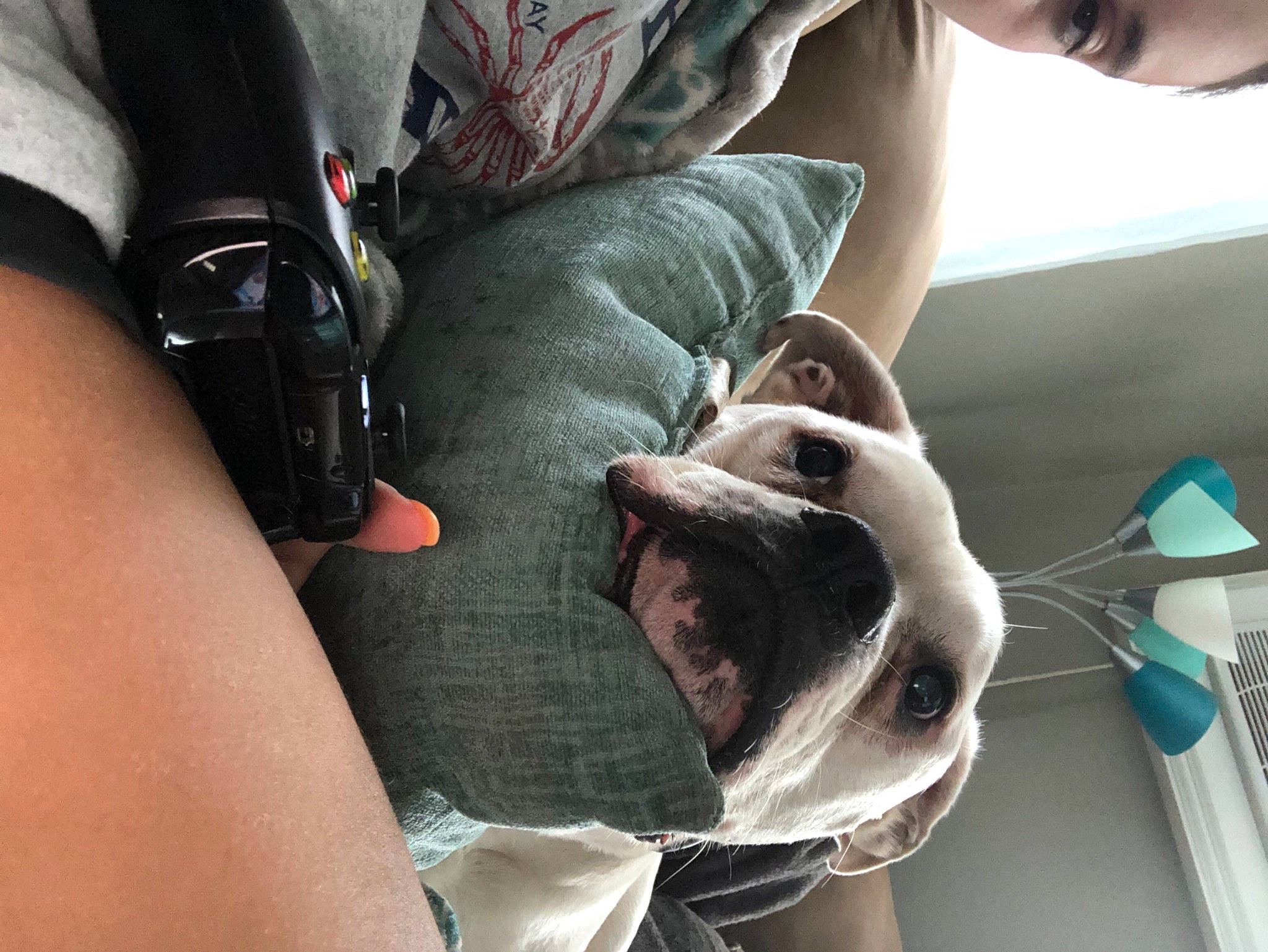 Jethro joined the competition — help win amazing prizes! boston_terrier, canidae, carnivore, companion_dog, dog, dog_breed, fawn, italian_greyhound, leg, non_sporting_group, sporting_group, toy_fox_terrier