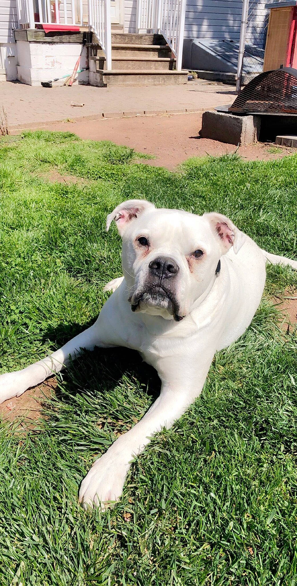Jethro joined the competition — help win amazing prizes! american_bulldog, australian_bulldog, bulldog, canidae, carnivore, companion_dog, dog, dog_breed, dogo_argentino, dogo_guatemalteco, dorset_olde_tyme_bulldogge, grass, mammal, non_sporting_group, rare_breed_dog, snout, sporting_group, valley_bulldog, vertebrate, white_english_bulldog