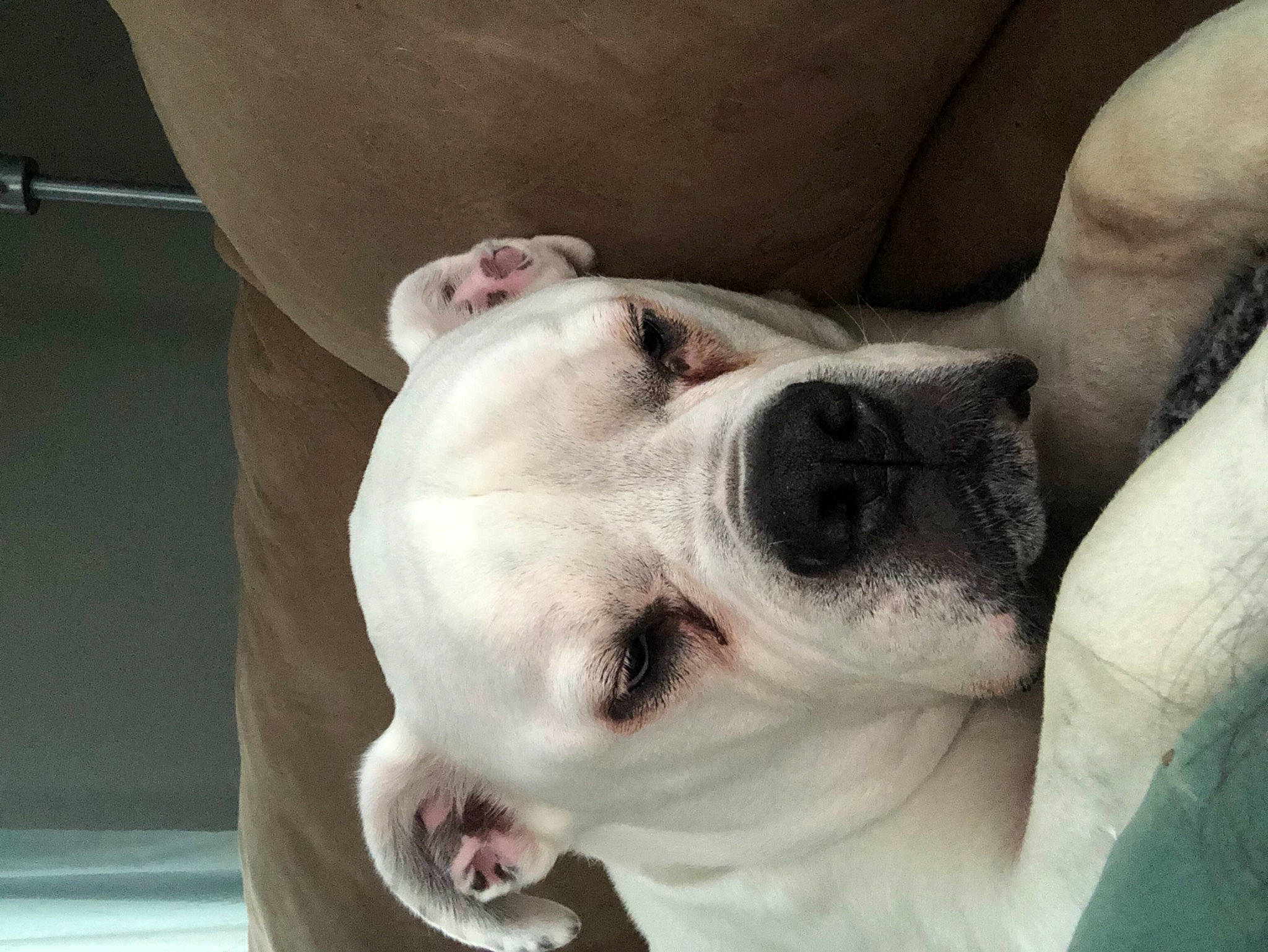 Jethro joined the competition — help win amazing prizes! american_bulldog, australian_bulldog, canidae, carnivore, companion_dog, dog, dog_breed, dogo_guatemalteco, ear, head, mammal, non_sporting_group, nose, pit_bull, puppy, puppy_love, skin, snout, valley_bulldog, vertebrate