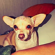 Peewee is registered to the contest to win money with this photo: dog, chihuahua, pet, small_dog, ears, eyes, animal, indoor, close_up, portrait, mammal, face, fur, companion, cute, domestic_animal, resting, human_arm, blanket, warm_lighting