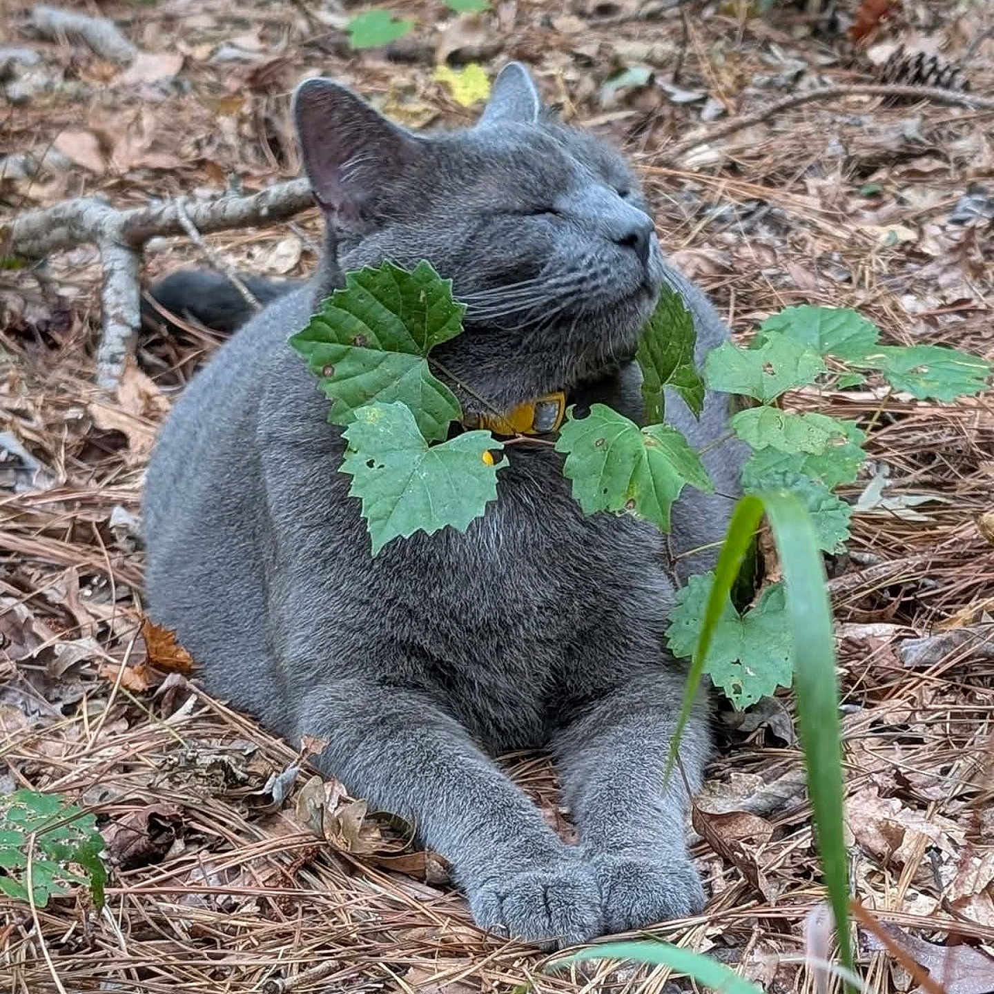 Greyfield is registered to the contest to win money with this photo: cat, gray_cat, outdoor, nature, leaves, pine_needles, relaxed, sleeping, animal, pet, closeup, forest_floor, wildlife, flora, green_leaves, collar, resting, cute, feline, peaceful