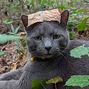 Greyfield joined the competition — help win amazing prizes! cat, gray_cat, leaf, forest, nature, outdoor, animal, pet, fur, whiskers, ears, collar, yellow_eyes, relaxing, ground, plants, foliage, wild, close_up, portrait