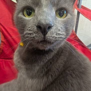 Callie is registered to the contest to win money with this photo: cat, gray_cat, close_up, yellow_eyes, whiskers, red_chair, indoor, pet, feline, fur, domestic_animal, curious, animal_face, seated, yellow_garment, background, soft_fur, animal_portrait, whiskers_visible, looking_at_camera