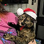 cat, tortoiseshell, santa_hat, pet, animal, person, holding, indoor, curious, pink_shirt, face, fur, eyes, hand, clothing, holiday, christmas, domestic, mammal, cute