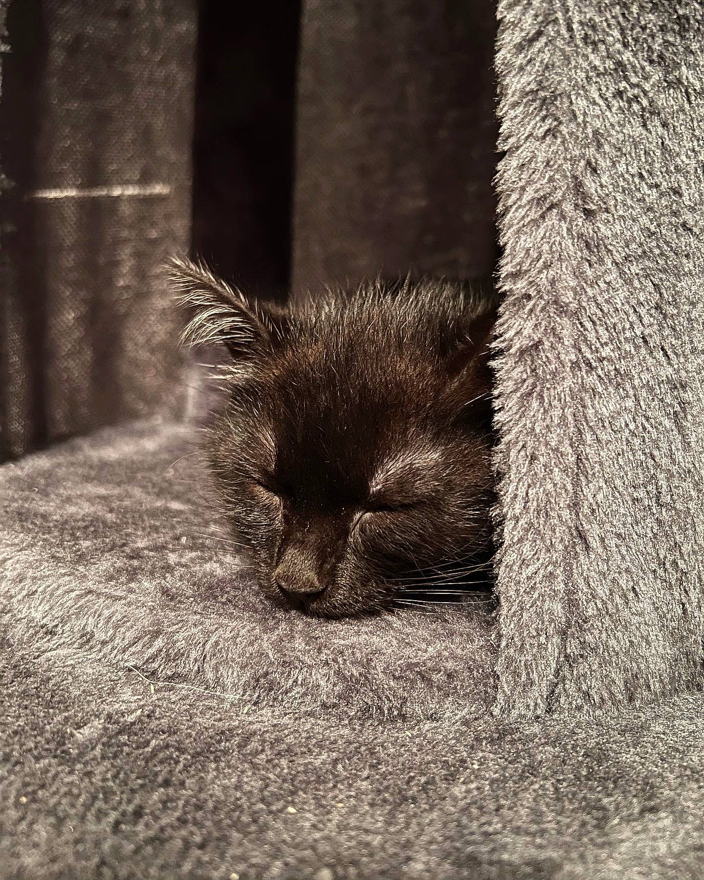 Picwic a rejoint le concours — aidez-le/la à gagner de superbes lots ! carnivore, cat, felidae, flooring, grass, grey, human_leg, mammal, monochrome, monochrome_photography, plant, road_surface, small_to_medium_sized_cats, snout, tail, terrestrial_animal, tree, vertebrate, whiskers, wood