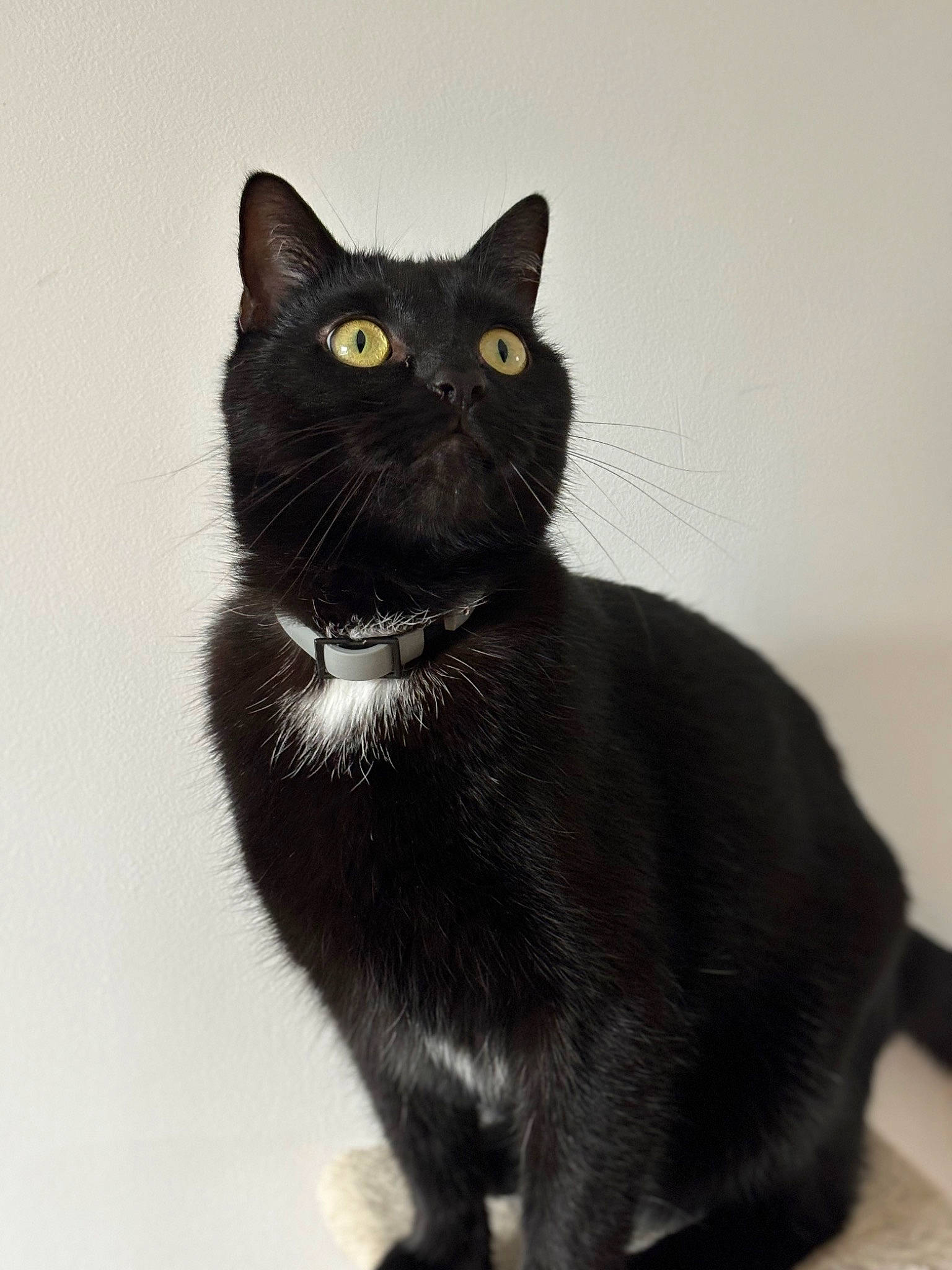 Picwic participe au concours pour gagner de l'argent avec cette photo : black_cat, bombay, carnivore, cat, domestic_short_haired_cat, felidae, fur, havana_brown, small_to_medium_sized_cats, snout, tail, terrestrial_animal, whiskers, window