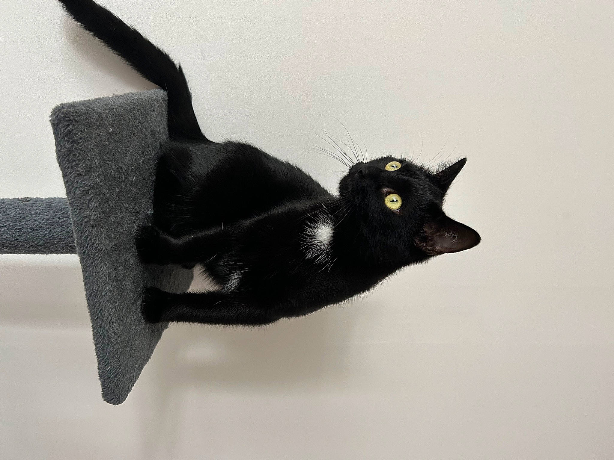 Picwic a rejoint le concours — aidez-le/la à gagner de superbes lots ! art, black_cat, bombay, carnivore, cat, claw, domestic_short_haired_cat, felidae, fur, small_to_medium_sized_cats, tail, terrestrial_animal, whiskers