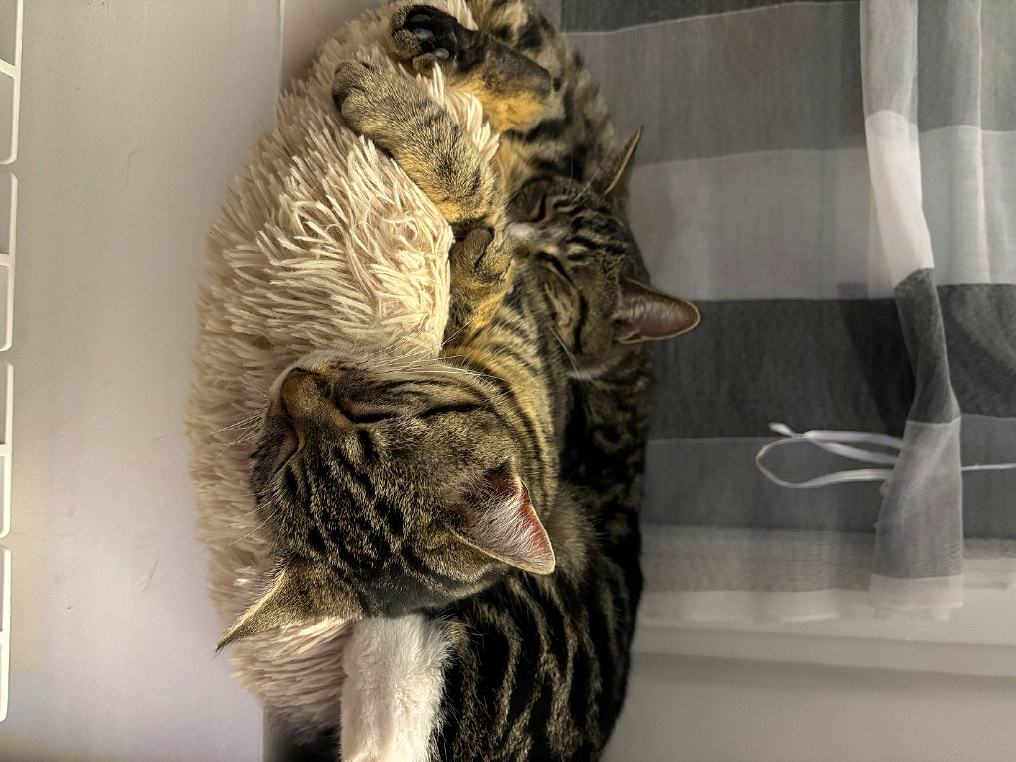 Vanille participe au concours pour gagner de l'argent avec cette photo : carnivore, cat, claw, comfort, domestic_short_haired_cat, felidae, fur, grey, mammal, paw, small_to_medium_sized_cats, snout, tail, terrestrial_animal, vertebrate, whiskers, window