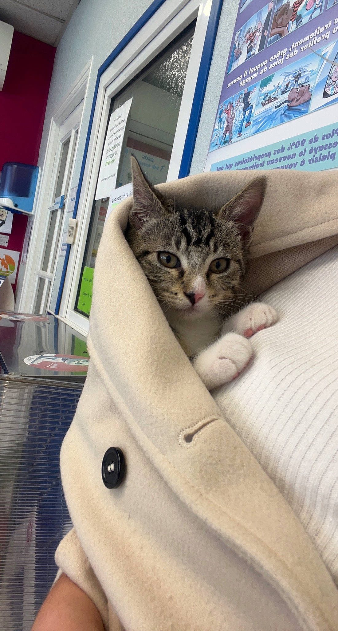 Vanille participe au concours pour gagner de l'argent avec cette photo : box, button, carnivore, cat, collar, domestic_short_haired_cat, door, felidae, formal_wear, fur, linens, pattern, paw, room, shelf, sleeve, small_to_medium_sized_cats, sportswear, t_shirt, whiskers