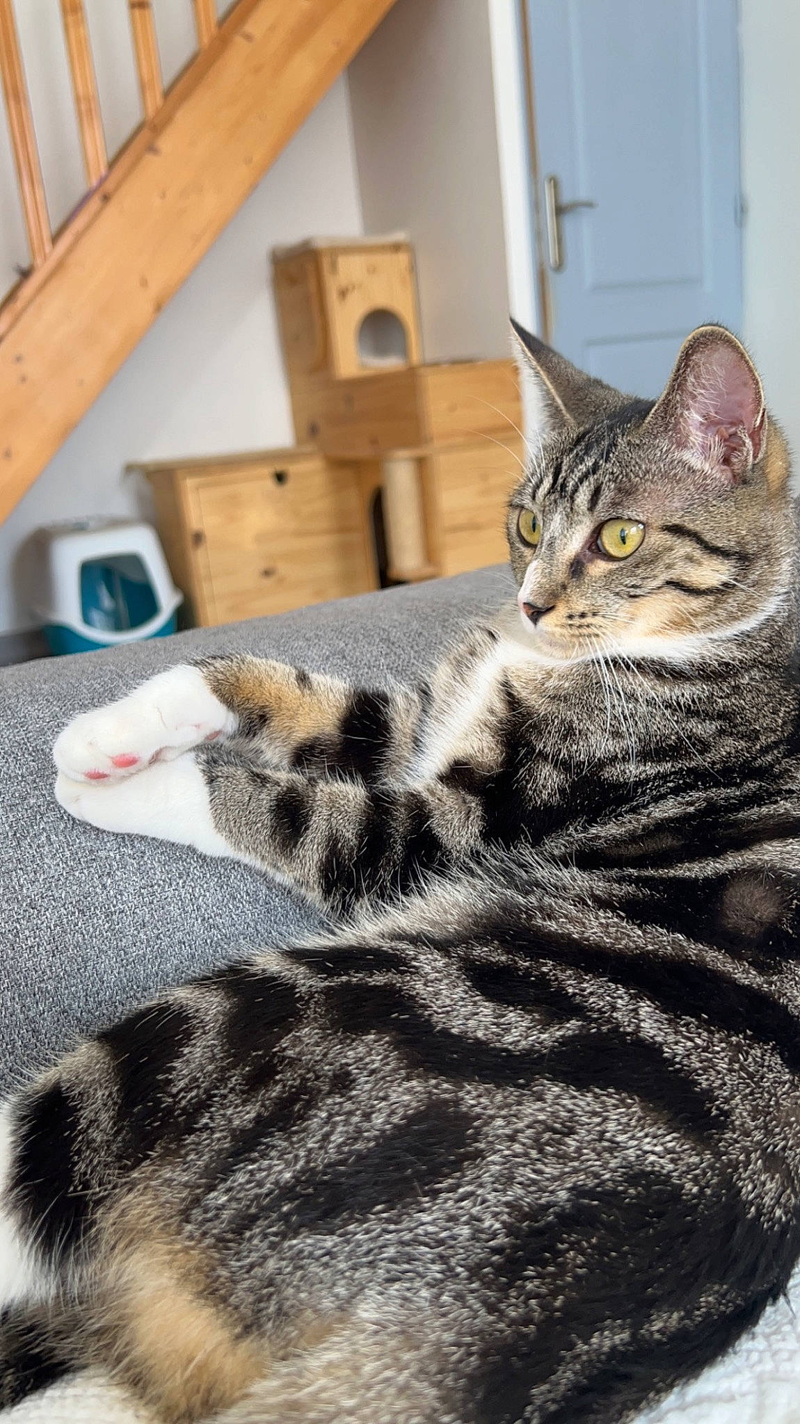 Vanille a rejoint le concours — aidez-le/la à gagner de superbes lots ! carnivore, cat, claw, comfort, domestic_short_haired_cat, felidae, flooring, fur, grey, hardwood, paw, sitting, small_to_medium_sized_cats, snout, tail, terrestrial_animal, whiskers, wood