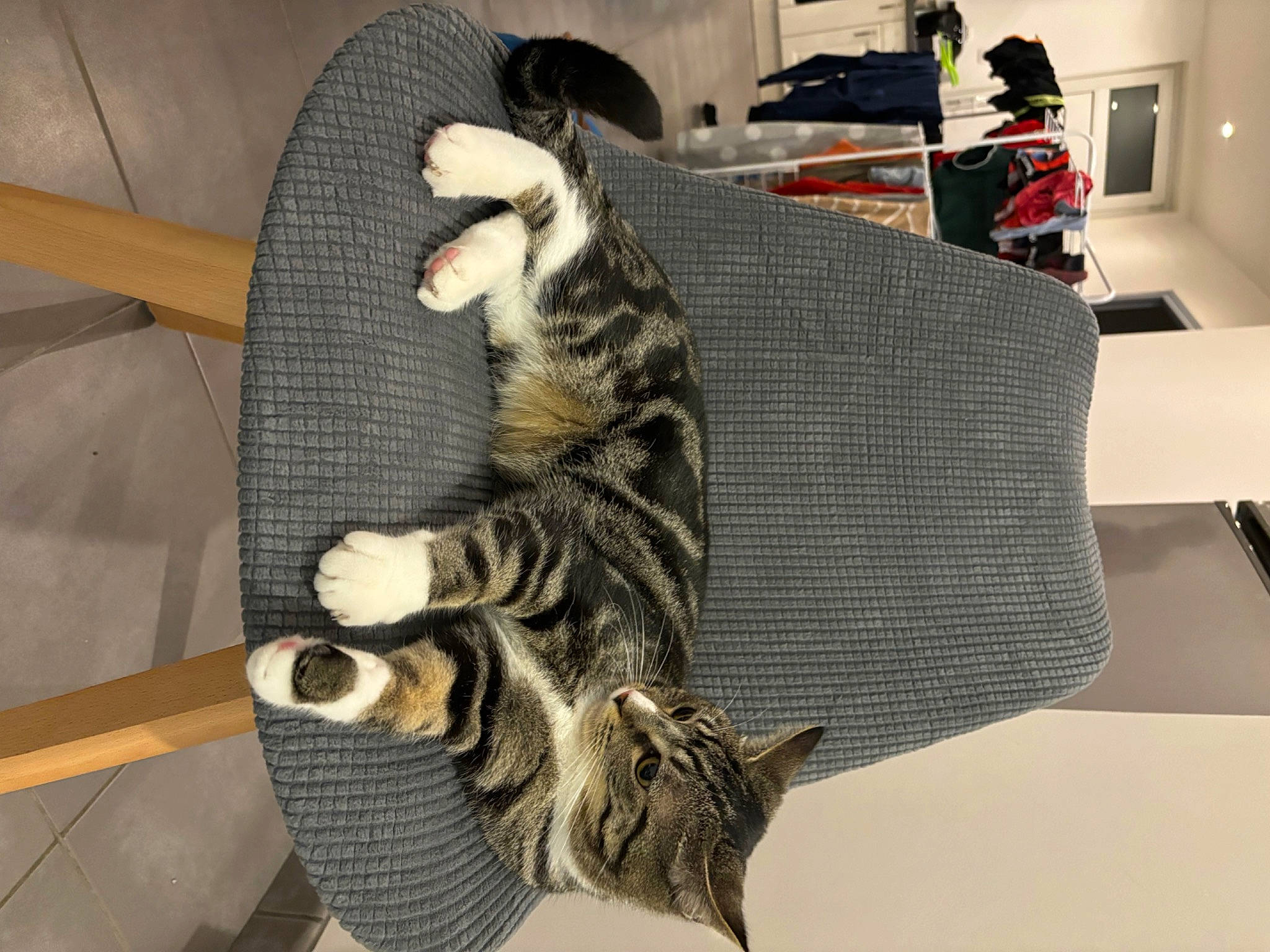 Vanille a rejoint le concours — aidez-le/la à gagner de superbes lots ! carnivore, cat, comfort, couch, domestic_short_haired_cat, felidae, fur, paw, room, small_to_medium_sized_cats, tail, terrestrial_animal, whiskers