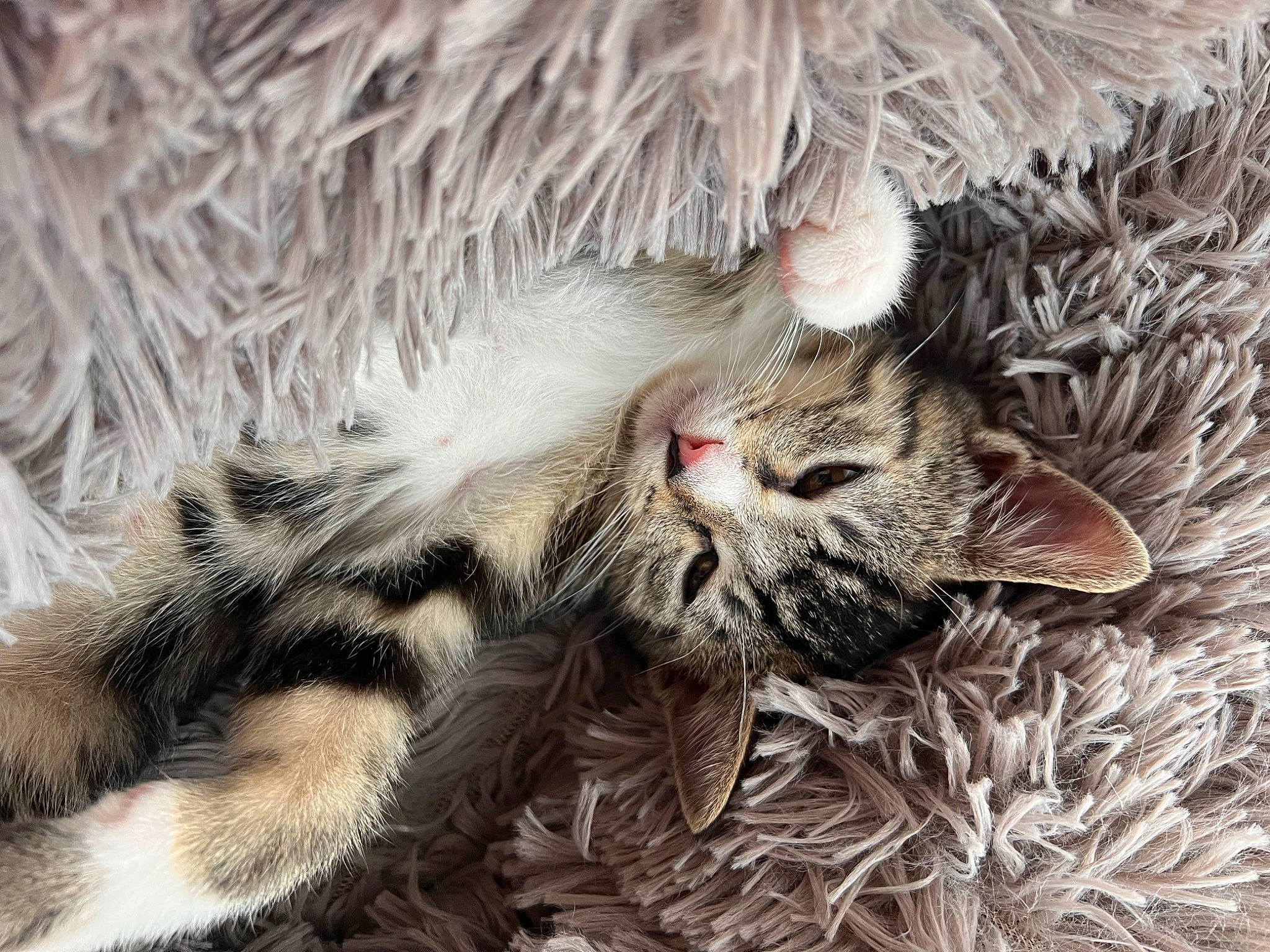 Vanille participe au concours pour gagner de l'argent avec cette photo : carnivore, cat, cat_bed, cat_toy, claw, close_up, comfort, domestic_short_haired_cat, felidae, fur, nap, pattern, paw, small_to_medium_sized_cats, snout, tail, terrestrial_animal, tree, vertebrate, whiskers