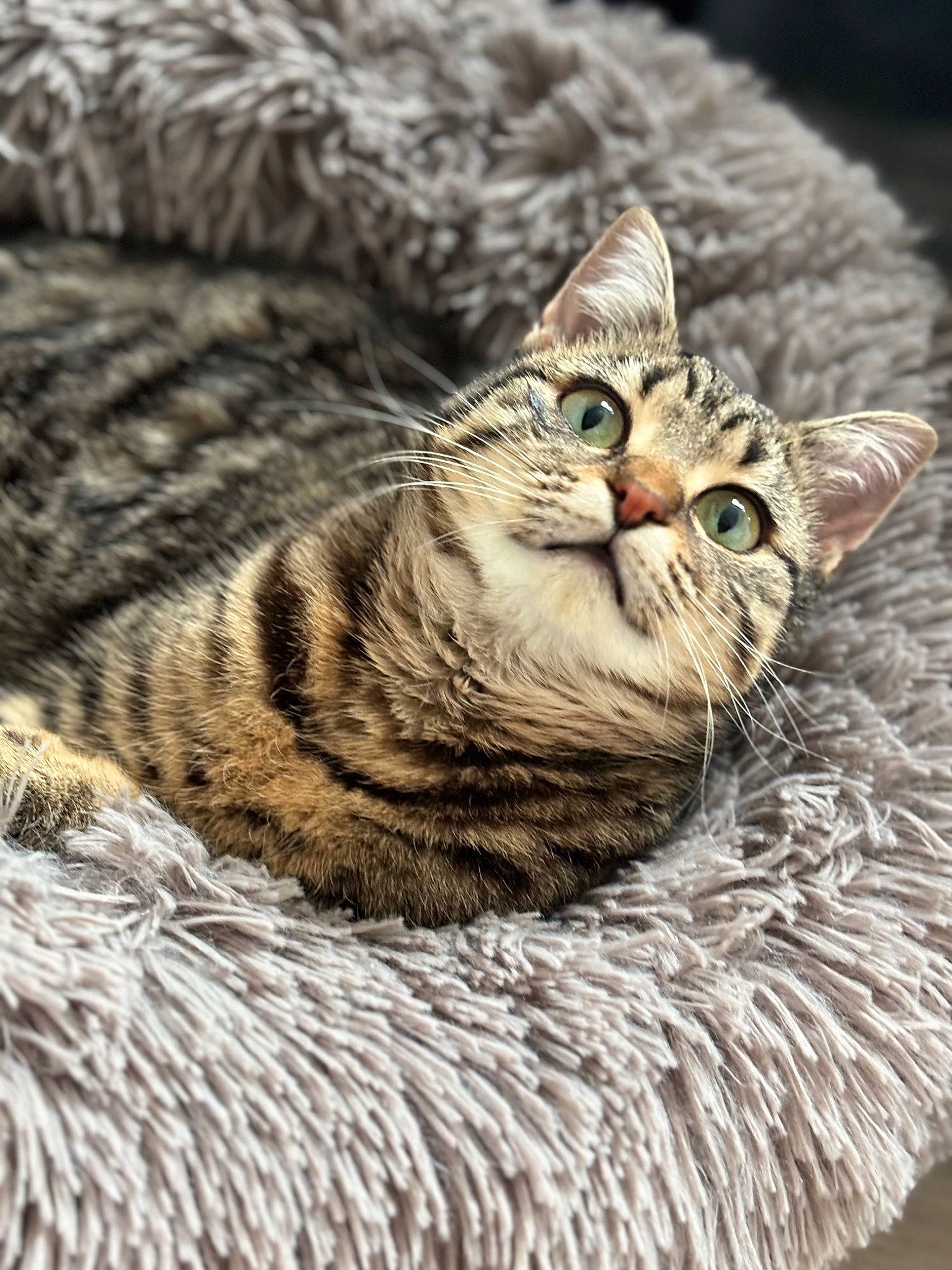 Amande a rejoint le concours — aidez-le/la à gagner de superbes lots ! carnivore, cat, close_up, domestic_short_haired_cat, felidae, fur, natural_material, pattern, paw, small_to_medium_sized_cats, snout, terrestrial_animal, tree, whiskers, wildlife