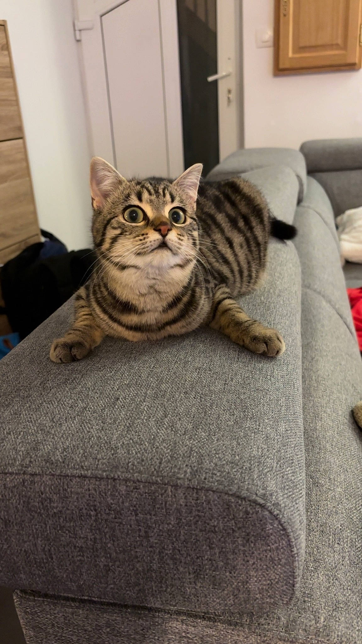 Amande participe au concours pour gagner de l'argent avec cette photo : carnivore, cat, cat_supply, comfort, couch, domestic_short_haired_cat, door, felidae, flooring, fur, grey, linens, picture_frame, room, sitting, small_to_medium_sized_cats, snout, tail, whiskers