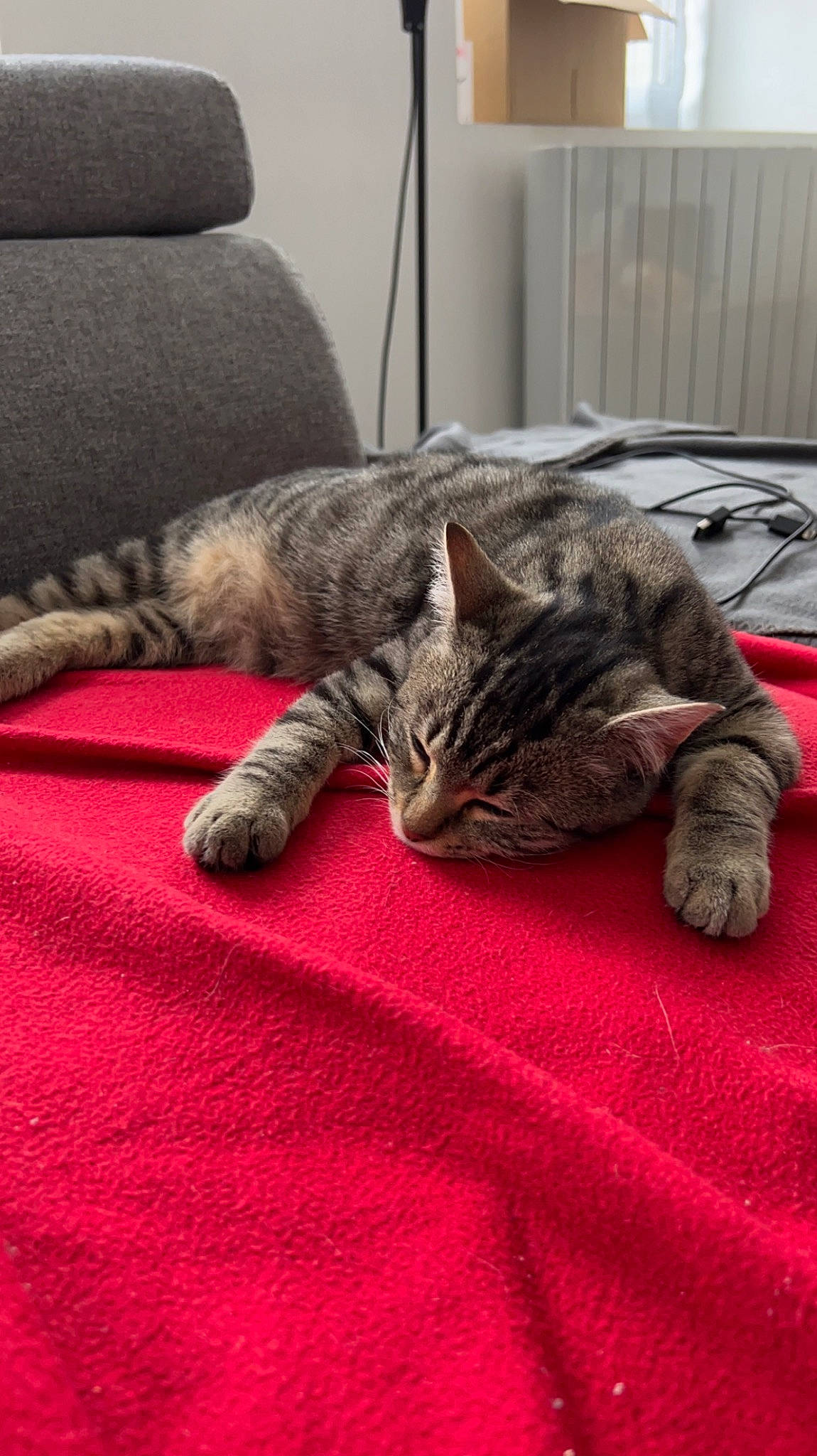 Amande participe au concours pour gagner de l'argent avec cette photo : carnivore, cat, comfort, couch, domestic_short_haired_cat, felidae, flooring, fur, grey, linens, nap, room, sitting, sleep, small_to_medium_sized_cats, tail, terrestrial_animal, textile, whiskers