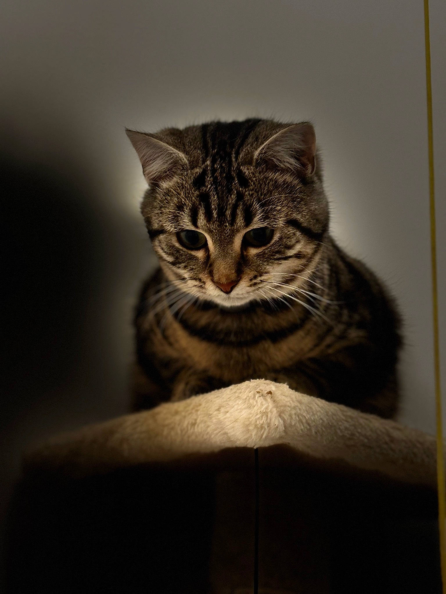 Amande participe au concours pour gagner de l'argent avec cette photo : art, carnivore, cat, darkness, domestic_short_haired_cat, felidae, fur, grey, plant, sitting, small_to_medium_sized_cats, snout, still_life_photography, tail, terrestrial_animal, tree, whiskers, wildlife, window, wood