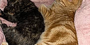 Gisèle Et Colette a rejoint le concours — aidez-le/la à gagner de superbes lots ! cat, orange_tabby, tortoiseshell_cat, sleeping, resting, pets, feline, cozy, blanket, pink_blanket, indoor, animal, cute, companion, fur, whiskers, tail, relaxing, two_cats, snuggling