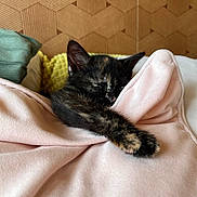 Gisèle Et Colette participe au concours pour gagner de l'argent avec cette photo : kitten, cat, sleeping, tortoiseshell, blanket, soft, cozy, paw, fur, resting, indoors, pink, yellow, wooden_wall, texture, cute, animal, pet, nap, warm