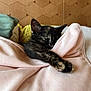 kitten, cat, sleeping, tortoiseshell, blanket, soft, cozy, paw, fur, resting, indoors, pink, yellow, wooden_wall, texture, cute, animal, pet, nap, warm