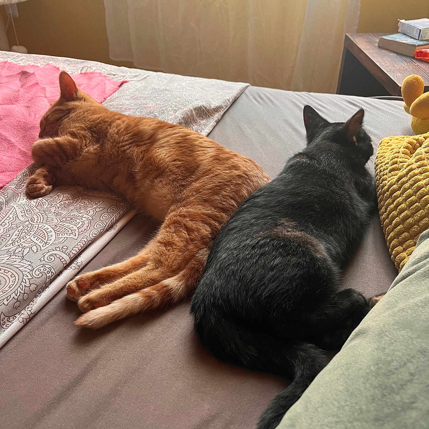 Gisèle Et Colette a rejoint le concours — aidez-le/la à gagner de superbes lots ! animal, bed, black_cat, blanket, cat, cozy, curtain, feline, fur, ginger_cat, home, indoor, peaceful, pet, pillow, relaxation, resting, sleeping, sunlight, window