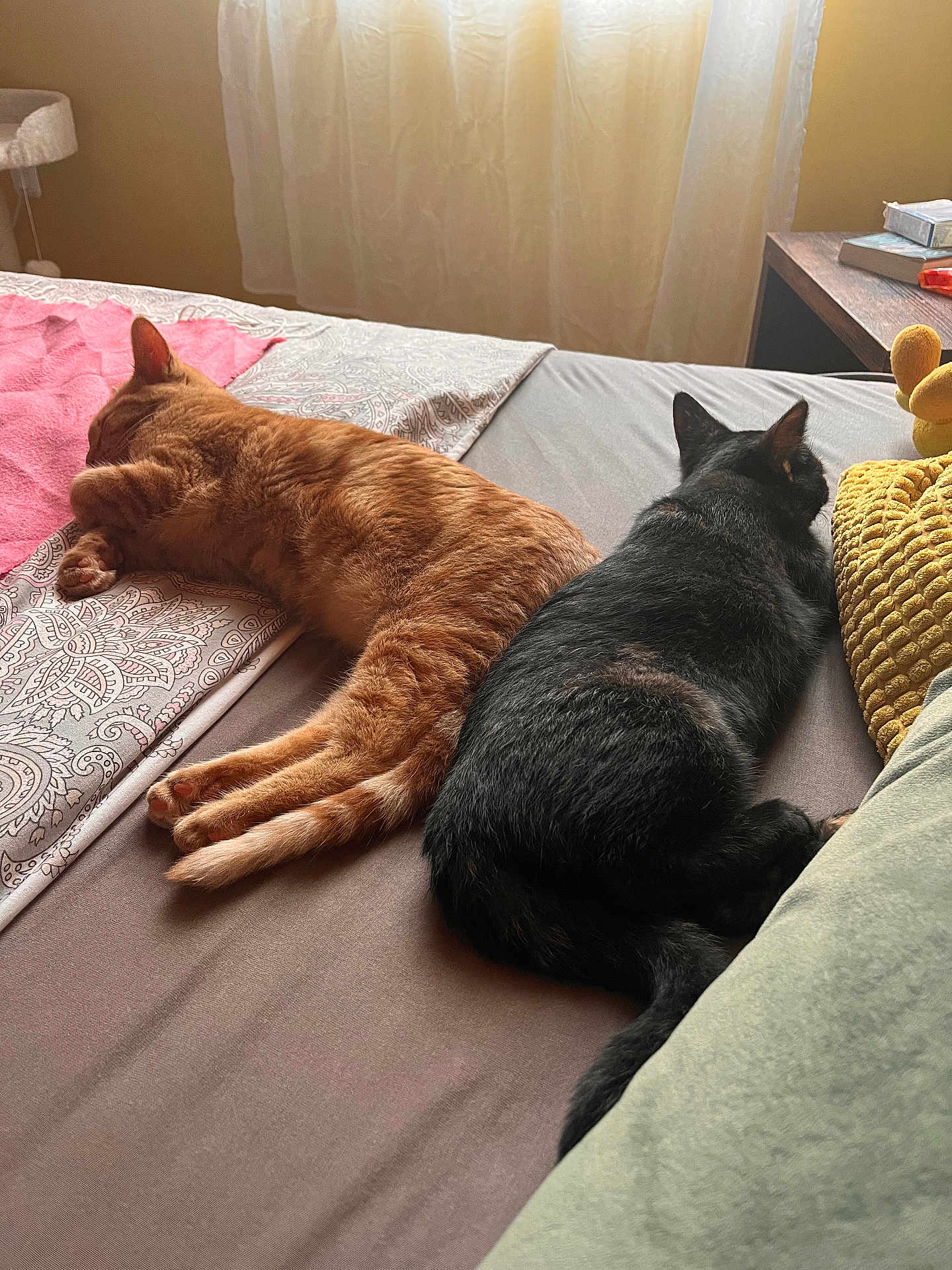 Gisèle Et Colette a rejoint le concours — aidez-le/la à gagner de superbes lots ! cat, ginger_cat, black_cat, bed, blanket, pillow, curtain, window, indoor, sleeping, resting, pet, feline, cozy, sunlight, home, animal, fur, relaxation, peaceful
