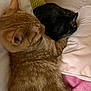 Gisèle Et Colette a rejoint le concours — aidez-le/la à gagner de superbes lots ! cat, orange_tabby, tortoiseshell_cat, sleeping, bed, pillow, blanket, cozy, feline, domestic_cat, fur, whiskers, resting, indoor, pet, snuggling, closeup, animal, cute, relaxation