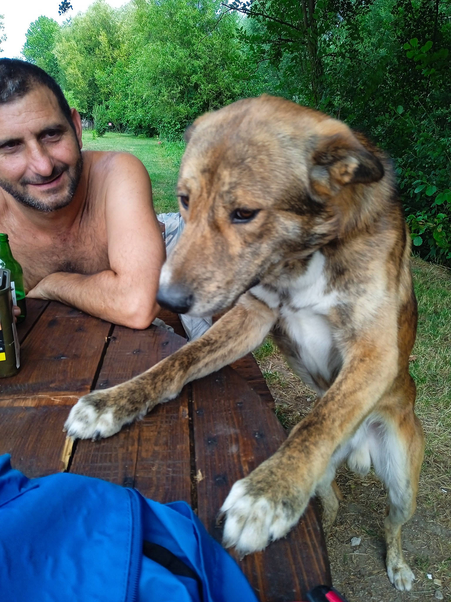 Topaz a rejoint le concours — aidez-le/la à gagner de superbes lots ! adventure, beard, bottle, canidae, carnivore, companion_dog, dog, dog_breed, fawn, fur, plant, sitting, smile, sporting_group, street_dog, terrestrial_animal, tree, wildlife, wildlife_biologist, working_dog