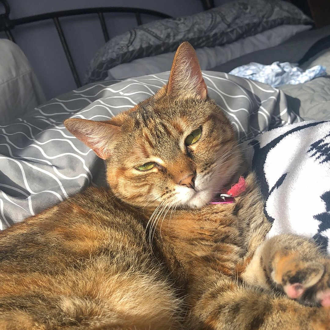 Cedar joined the competition — help win amazing prizes! abyssinian, animal, bed, bedroom, blanket, cat, couch, cushion, face, furniture, head, homedecor, indoors, kitten, person, pet, photography, portrait, room, sleeping