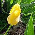Sarah M.