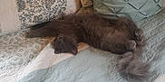 Meredith Grey is registered to the contest to win money with this photo: animal, bed, cat, comfort, cozy, cute, feline, fluffy, gray_cat, home, indoor, nap, patterned_bedspread, pet, pillow, quilt, relaxed, resting, sleeping, soft