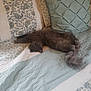 animal, bed, cat, comfort, cozy, cute, feline, fluffy, gray_cat, home, indoor, nap, patterned_bedspread, pet, pillow, quilt, relaxed, resting, sleeping, soft