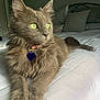 Meredith Grey is registered to the contest to win money with this photo: animal, bed, bedroom, cat, collar, cozy, cute, domestic_cat, feline, fluffy_fur, gray_cat, green_eyes, indoor, looking_away, pet, portrait, relaxed, resting, soft_light, white_bedspread