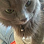 Meredith Grey is registered to the contest to win money with this photo: animal, bell, cat, close, close_up, collar, curious, cute, domestic_cat, face, fur, furry, gray_cat, indoor, jeans, knitted_sweater, pet, portrait, soft, whiskers