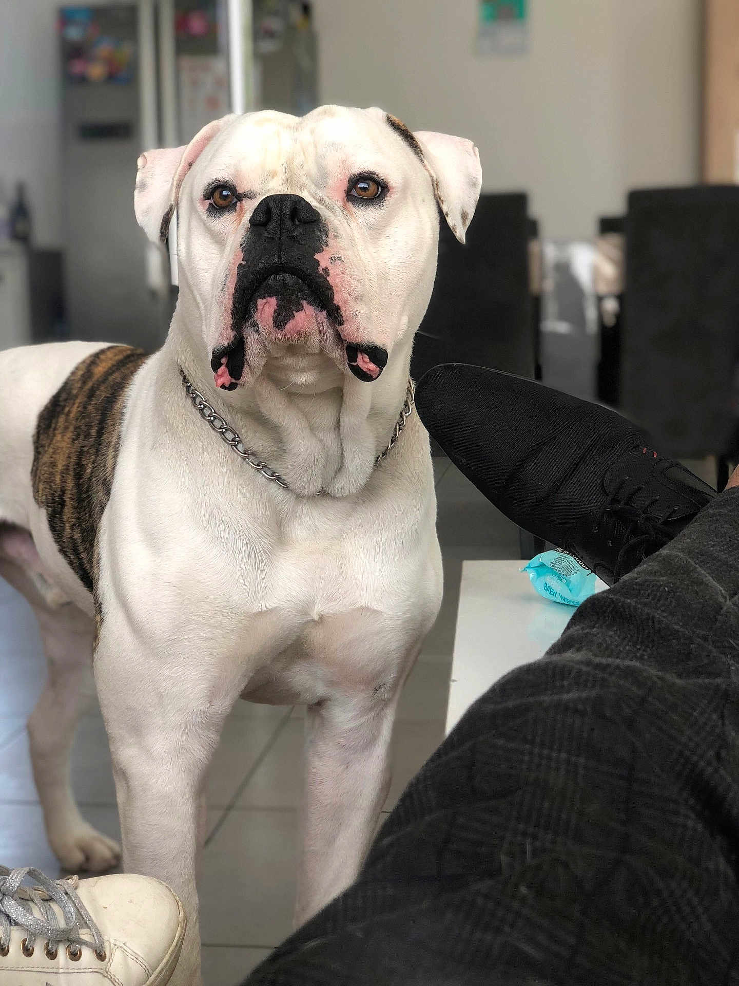 Bandit