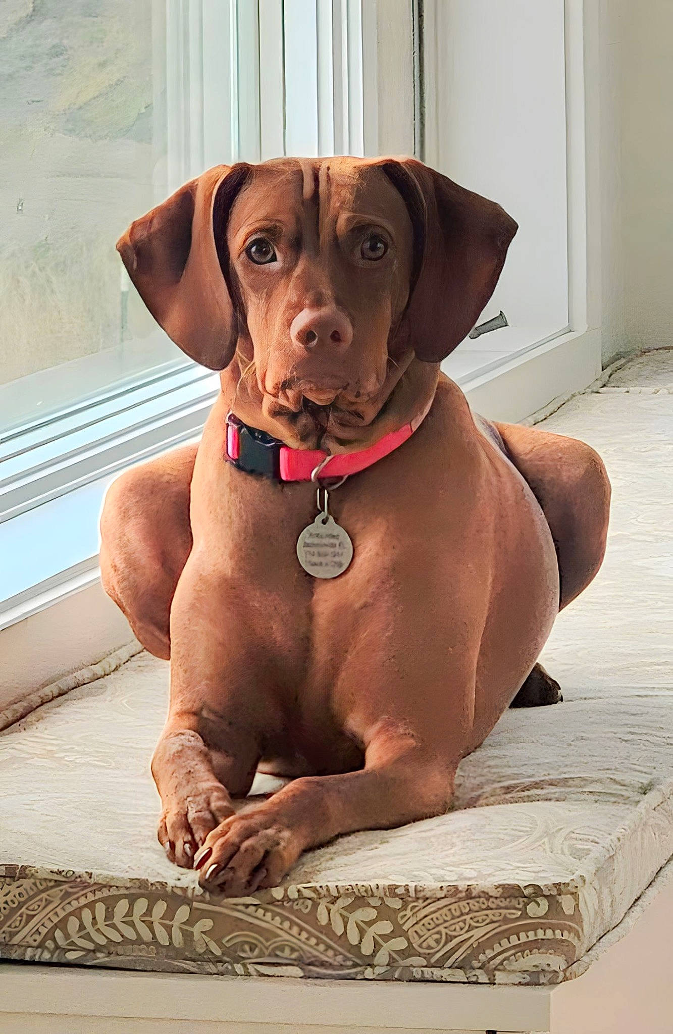 Indy joined the competition — help win amazing prizes! brown, canidae, carnivore, collar, companion_dog, dog, dog_breed, dog_collar, dog_supply, fawn, gun_dog, hunting_dog, liver, non_sporting_group, pet_supply, snout, sporting_group, whiskers, working_animal, working_dog