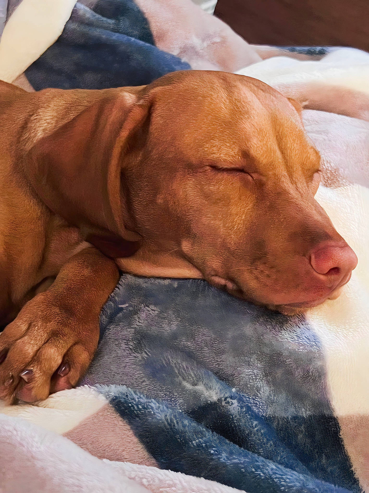 Indy joined the competition — help win amazing prizes! canidae, carnivore, collar, comfort, companion_dog, dog, dog_breed, dog_collar, dog_supply, fawn, fur, guard_dog, hound, liver, sitting, snout, sporting_group, whiskers, working_animal, wrinkle